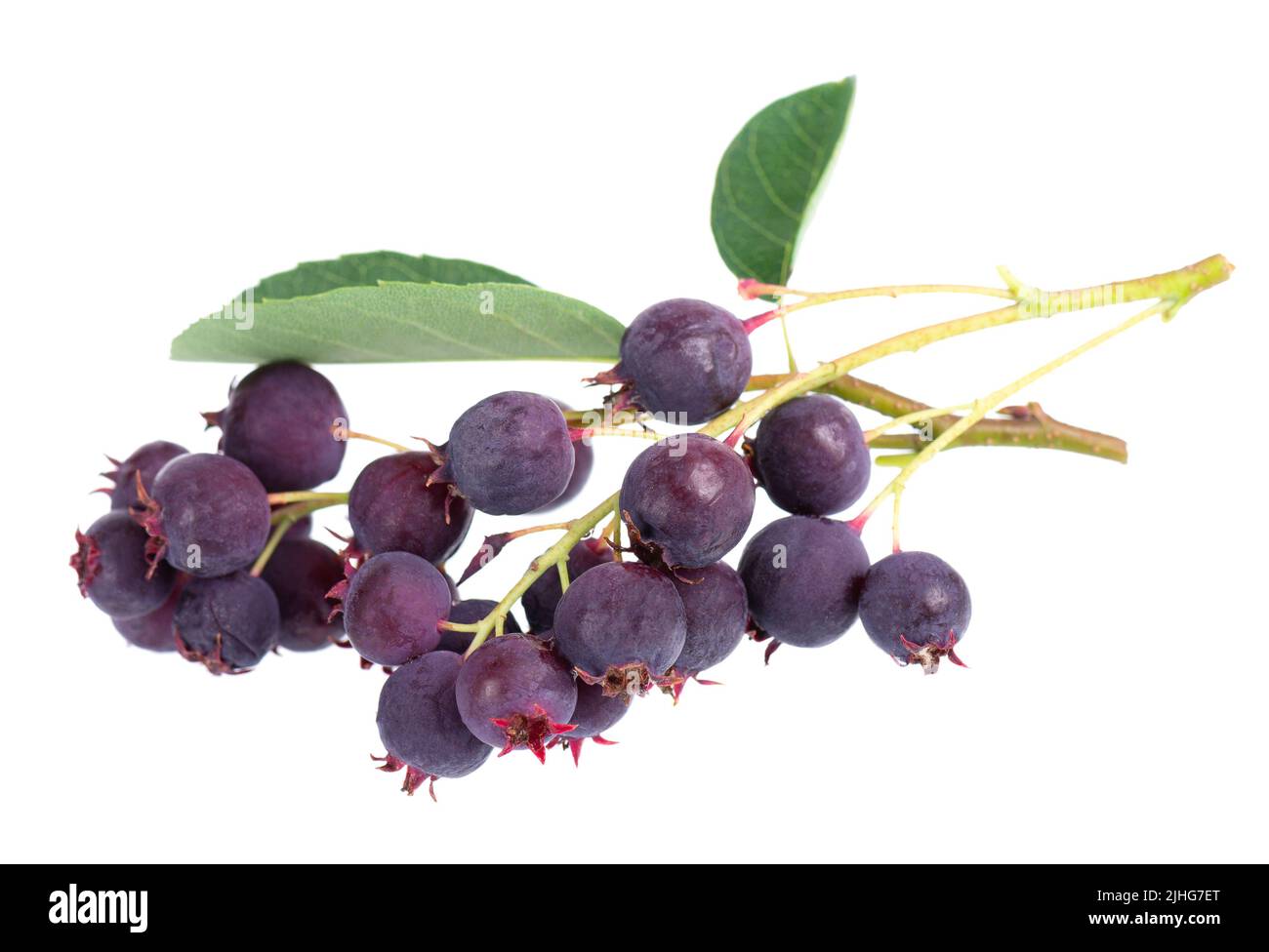 Bacche di Saskatoon isolato su sfondo bianco. Amelanchier, shadbush, juneberry, irga o bacche mature di sugarplum Foto Stock