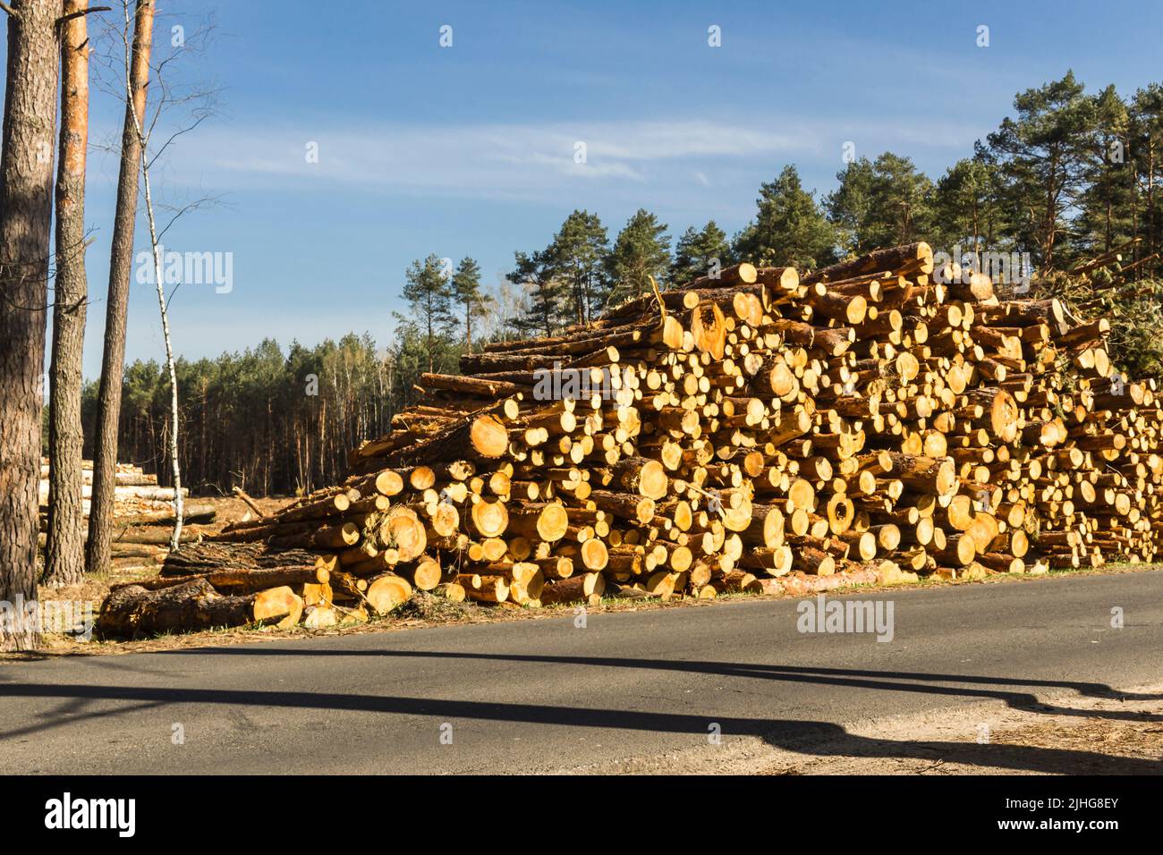 Alberi di pino segato vicino alla strada asfaltata sullo sfondo della foresta. Sito su industria del legno , lumberjack , abbattimento , ecologia , foresta , Foto Stock