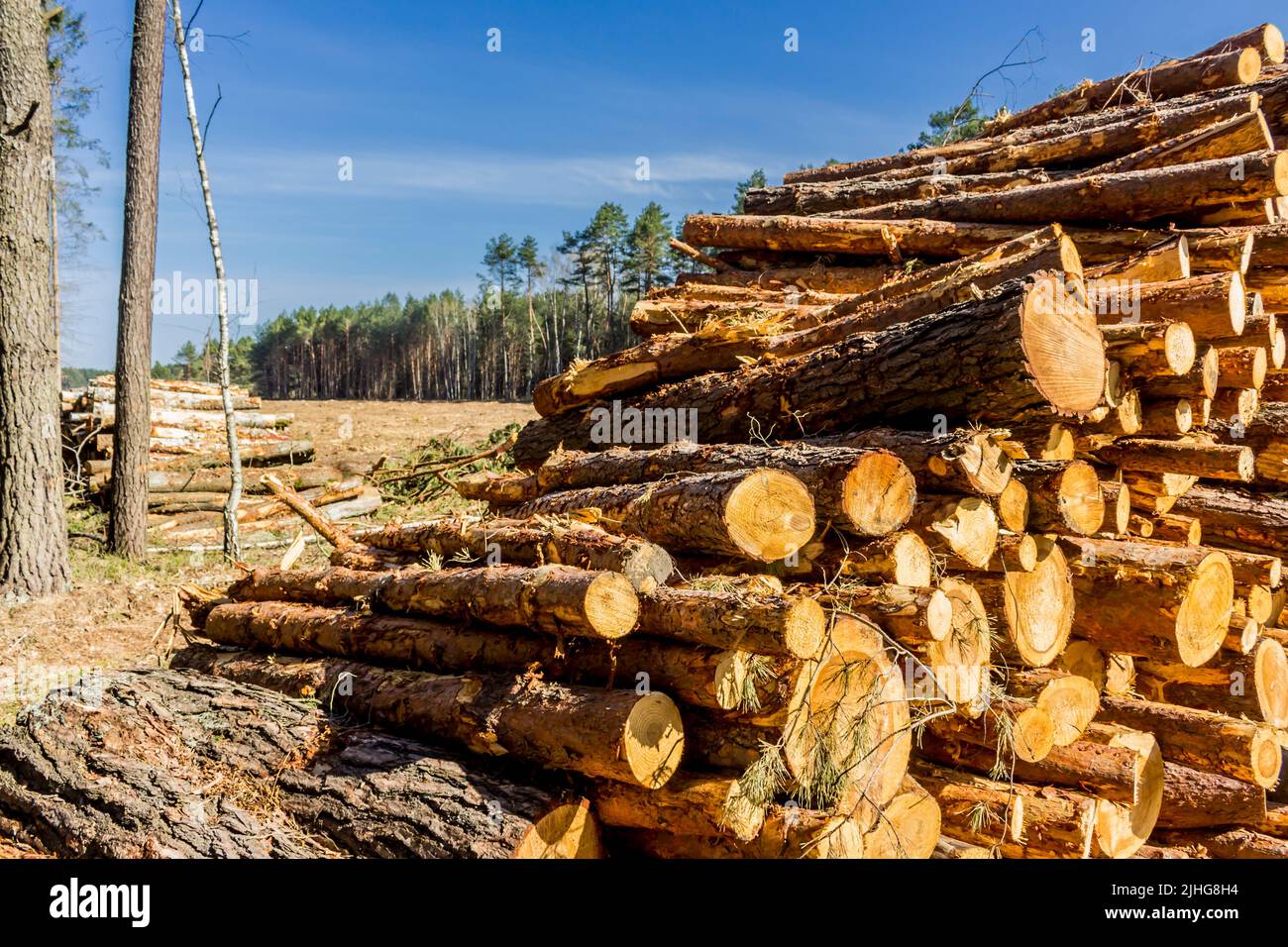 Tronchi di pino segato sullo sfondo di una foresta e cielo blu. Sito su industria del legno , lumberjack , abbattimento , ecologia , foresta , t Foto Stock