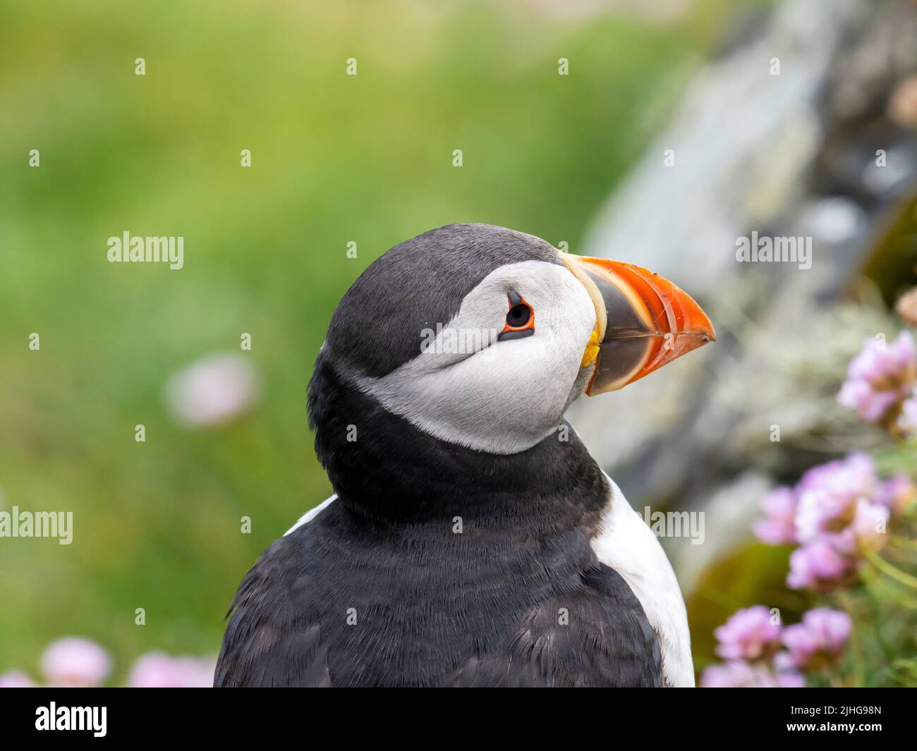 Atlantic Puffin, Fratercola artica a Sumburgh Head, nella punta meridionale di Shetland, Scozia, Regno Unito. Foto Stock