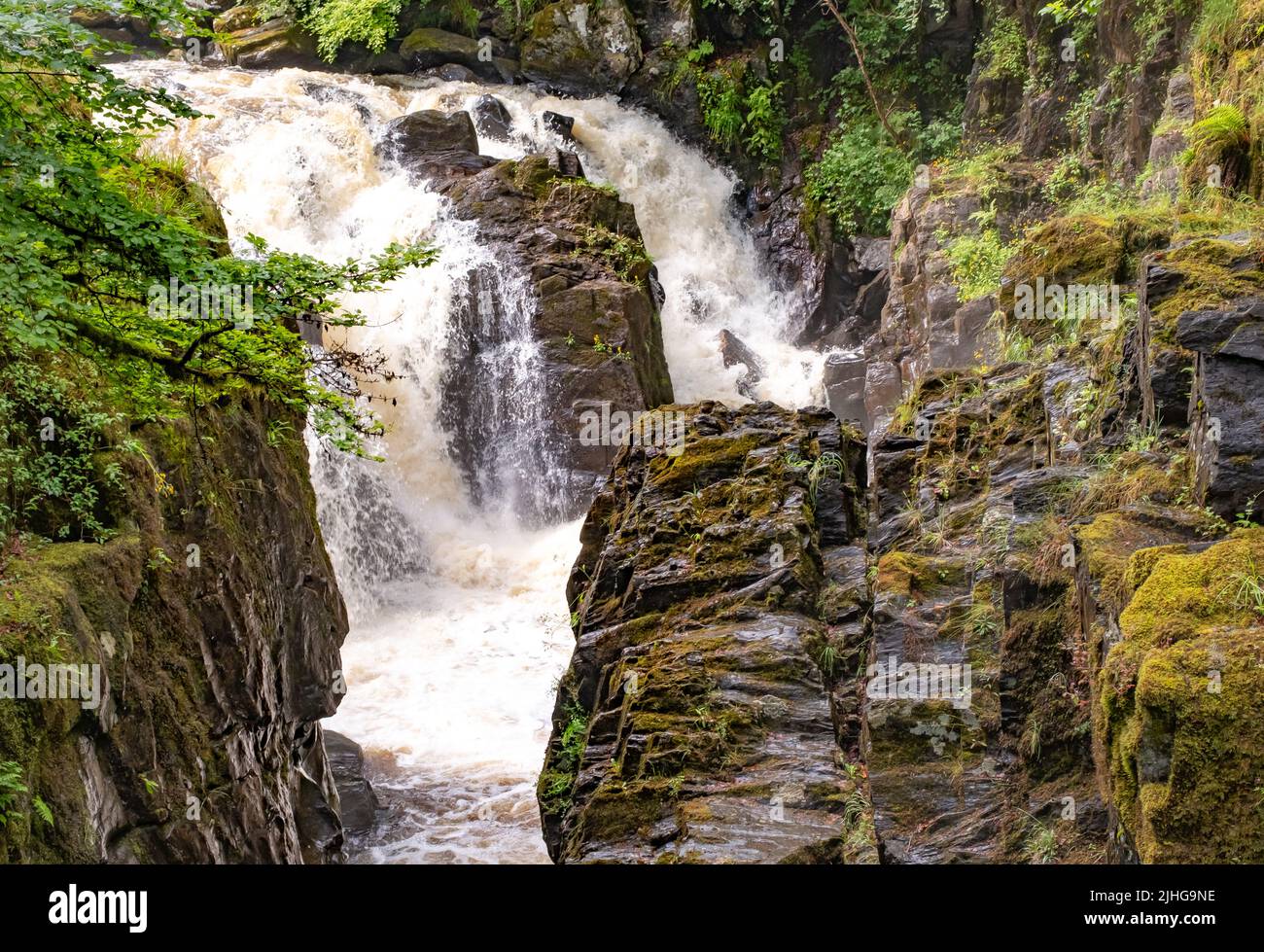 Il fiume Braan che scende lungo le Black Linn Falls nella pineta di Dunkeld, Perthshire Foto Stock