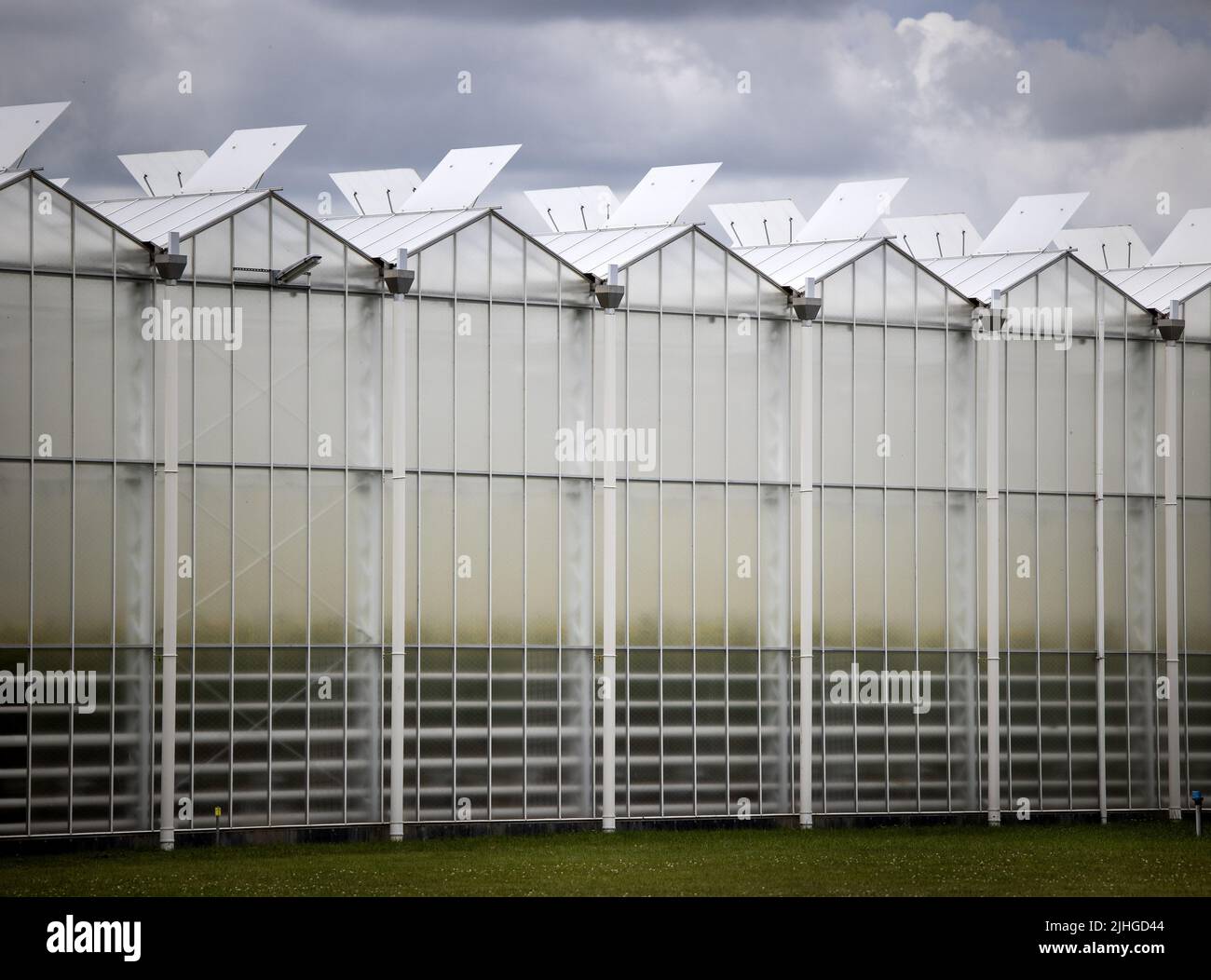 2022-07-15 14:35:33 MIDDENMEER - le serre dell'azienda orticola CombiVliet. L'orticoltura soffre dell'alto prezzo del gas, in parte a causa della guerra in Ucraina. ANP RAMON VAN FLYMEN olanda OUT - belgio OUT Foto Stock