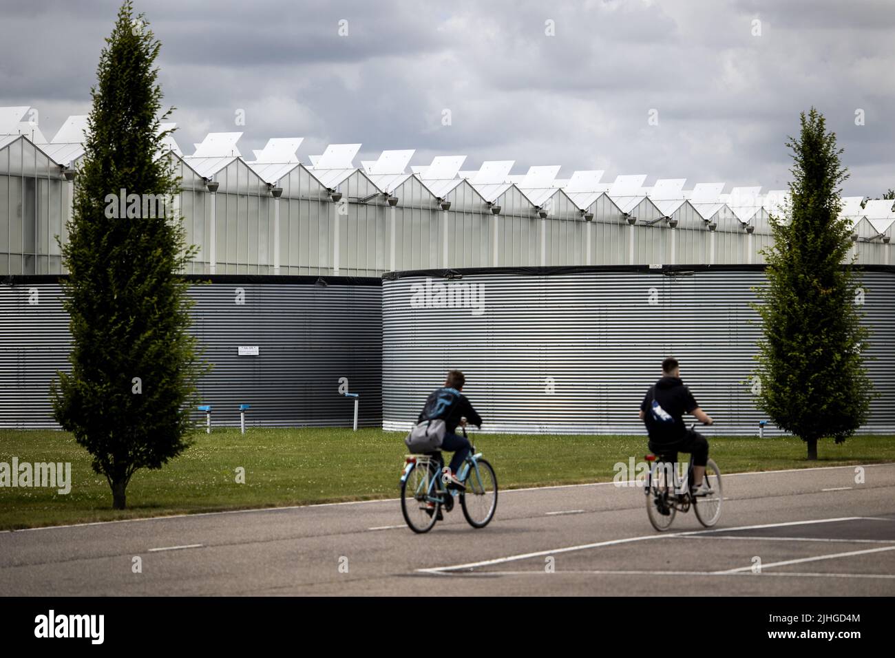 2022-07-15 14:35:39 MIDDENMEER - le serre dell'azienda orticola CombiVliet. L'orticoltura soffre dell'alto prezzo del gas, in parte a causa della guerra in Ucraina. ANP RAMON VAN FLYMEN olanda OUT - belgio OUT Foto Stock