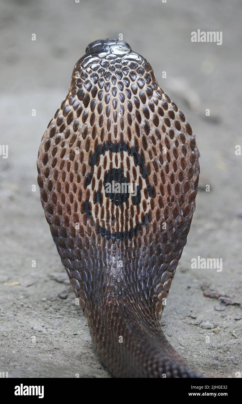 Un cobra monocled adulto aka cobra monocellate incontrato intorno a insediamento umano in un pomeriggio caldo e umido. Foto Stock
