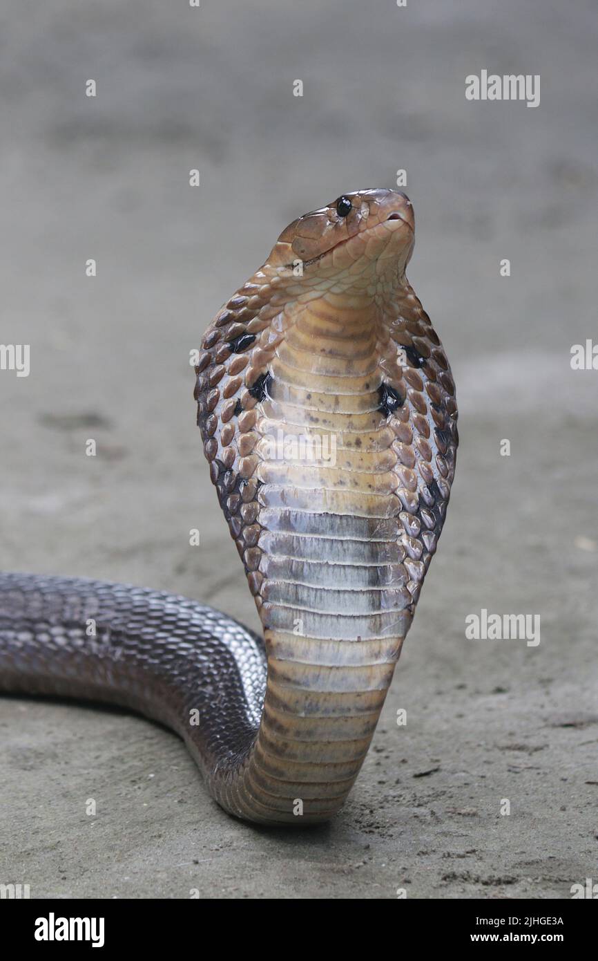 Un cobra monocled adulto aka cobra monocellate incontrato intorno a insediamento umano in un pomeriggio caldo e umido. Foto Stock