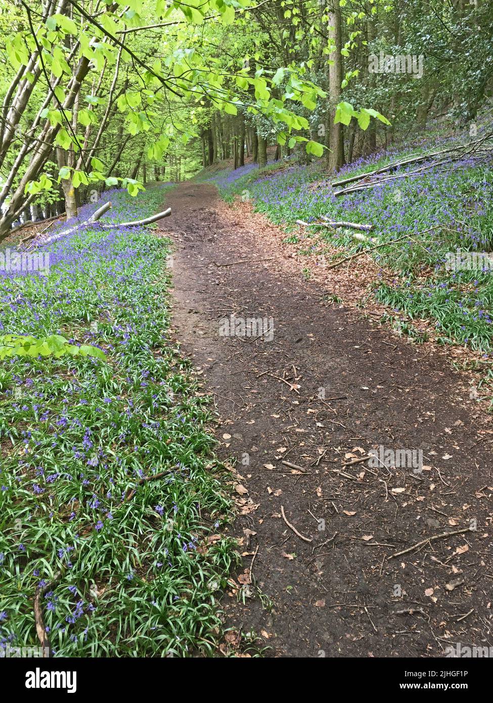 Percorso attraverso Bluebells a Whorlton Woods vicino a Faceby North Yorks Foto Stock