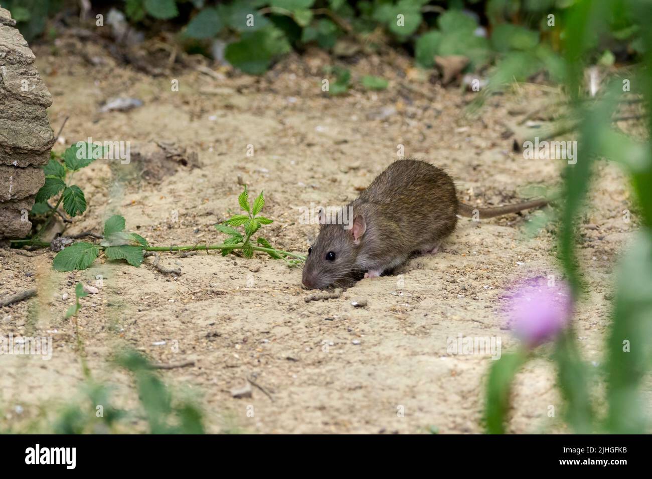 Ratto marrone (rattus norvegicus) con coda lunga e affusolata e squamosa grigio pelliccia marrone rosa naso e piedi occhi neri lucidi orecchi che si nutrono su semi sparsi Foto Stock