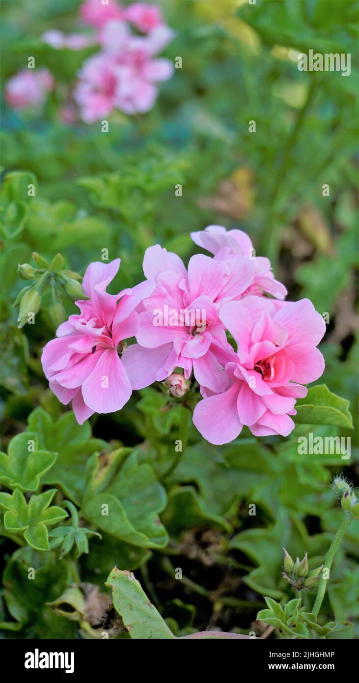 Closeup di bellissimi fiori di colore rosa di Pelargonium peltatum noto anche come Ivyleaf, Peltated, geranio anghing. Pianta di assestamento. Foto Stock