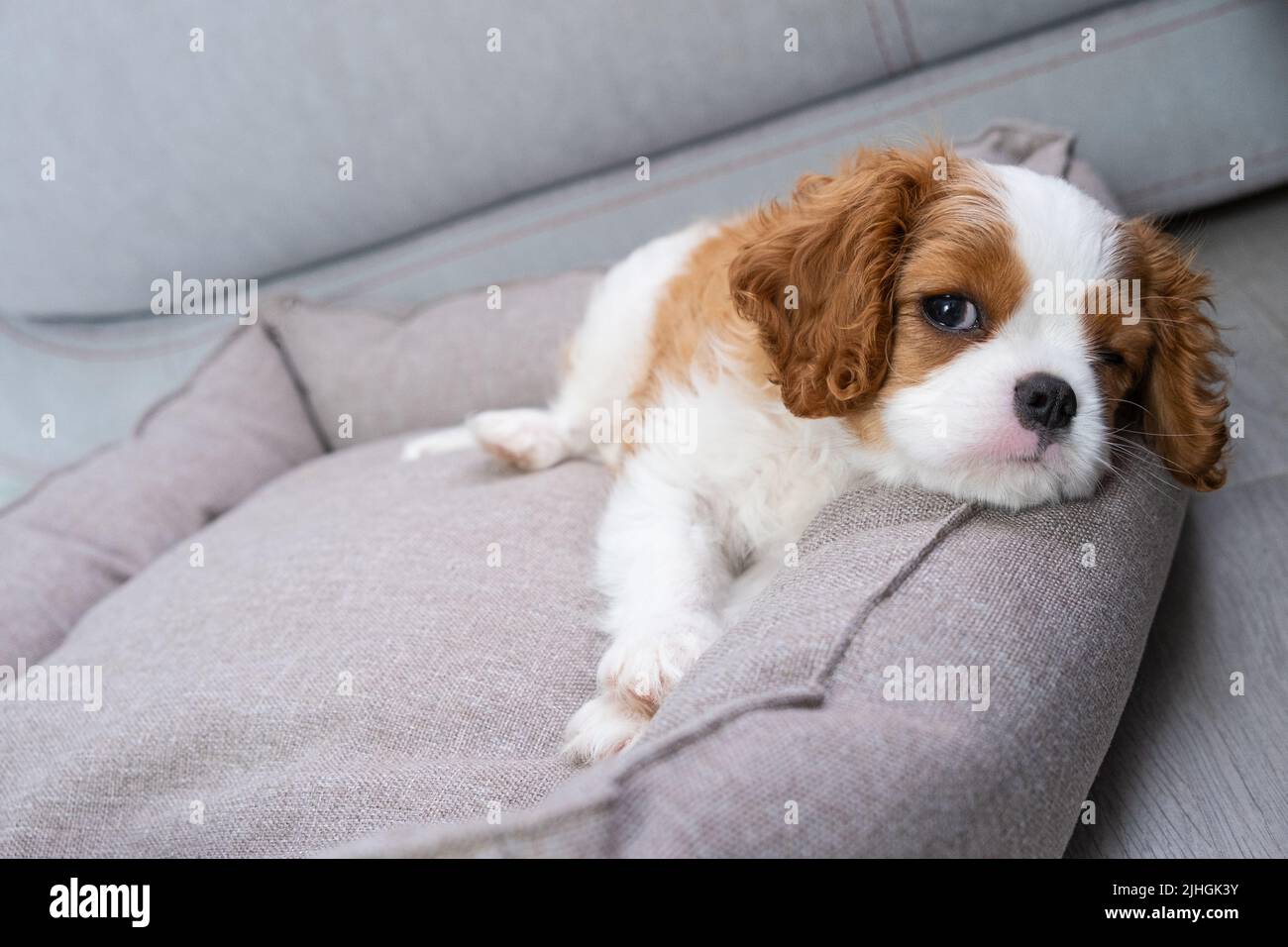 Primo piano ritratto di simpatico Blenheim re Charles Spaniel cane cucciolo in un ambiente interno casa con spazio per il testo. Il cane piccolo si trova su uno sfondo grigio Foto Stock