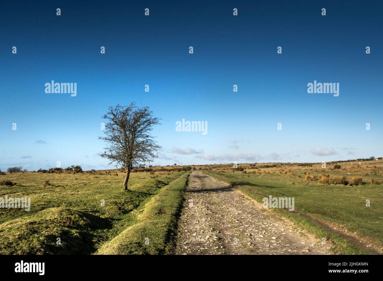 Un albero solato che cresce accanto a una pista ruvida sulla Craddock Moor sulla robusta Bodmin Moor in Cornwall UK. Foto Stock