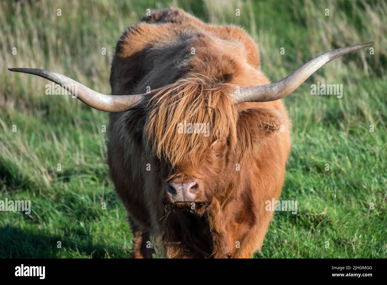 Una mucca delle Highland (Bos taurus taurus) con le sue classiche corna lunghe e il cappotto agugliato Foto Stock