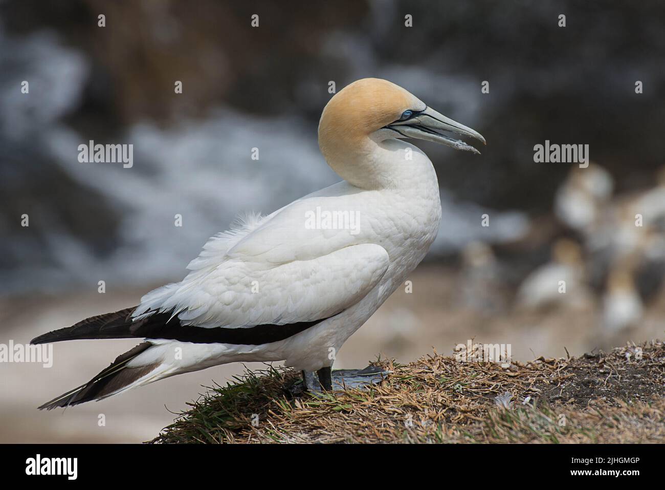 Il gannetto Australasiano (Morus serrator) fotografato a Muriwai, Nuova Zelanda Foto Stock