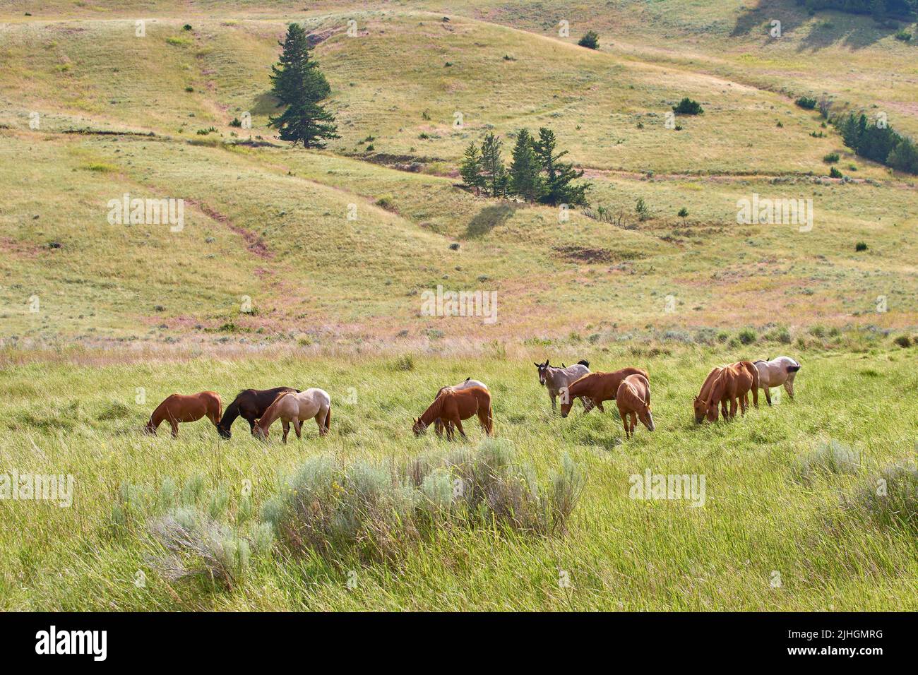 Cavalli al pascolo Nicola BC Ranch Country. Cavalli che paseggiano nell'alto prato delle dolci colline della Val Nicola. Foto Stock