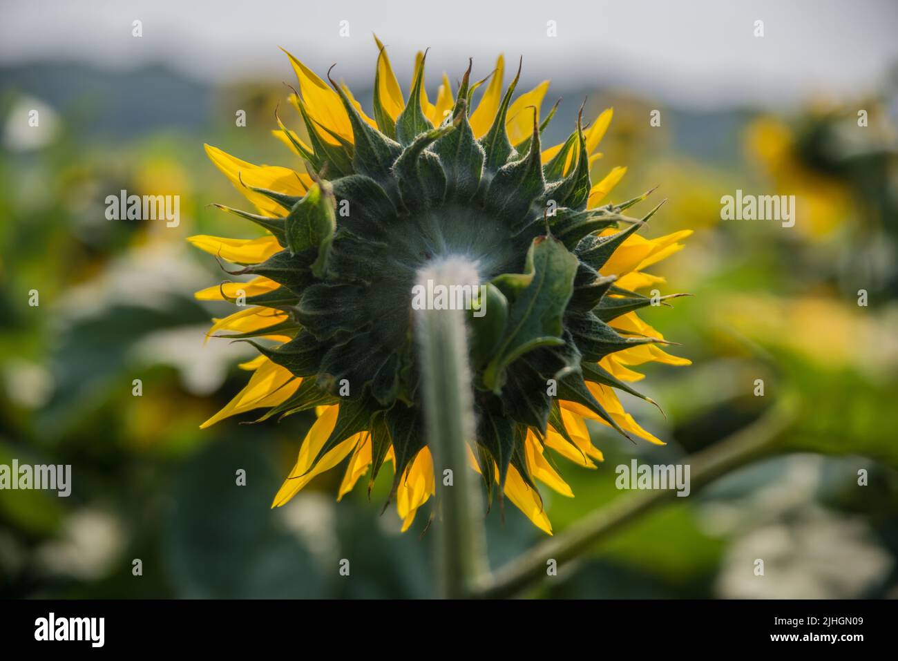 Phyllaries (la parte verde della testa) sul retro di una testa di girasole gigante (Helianthus giganteus) Foto Stock