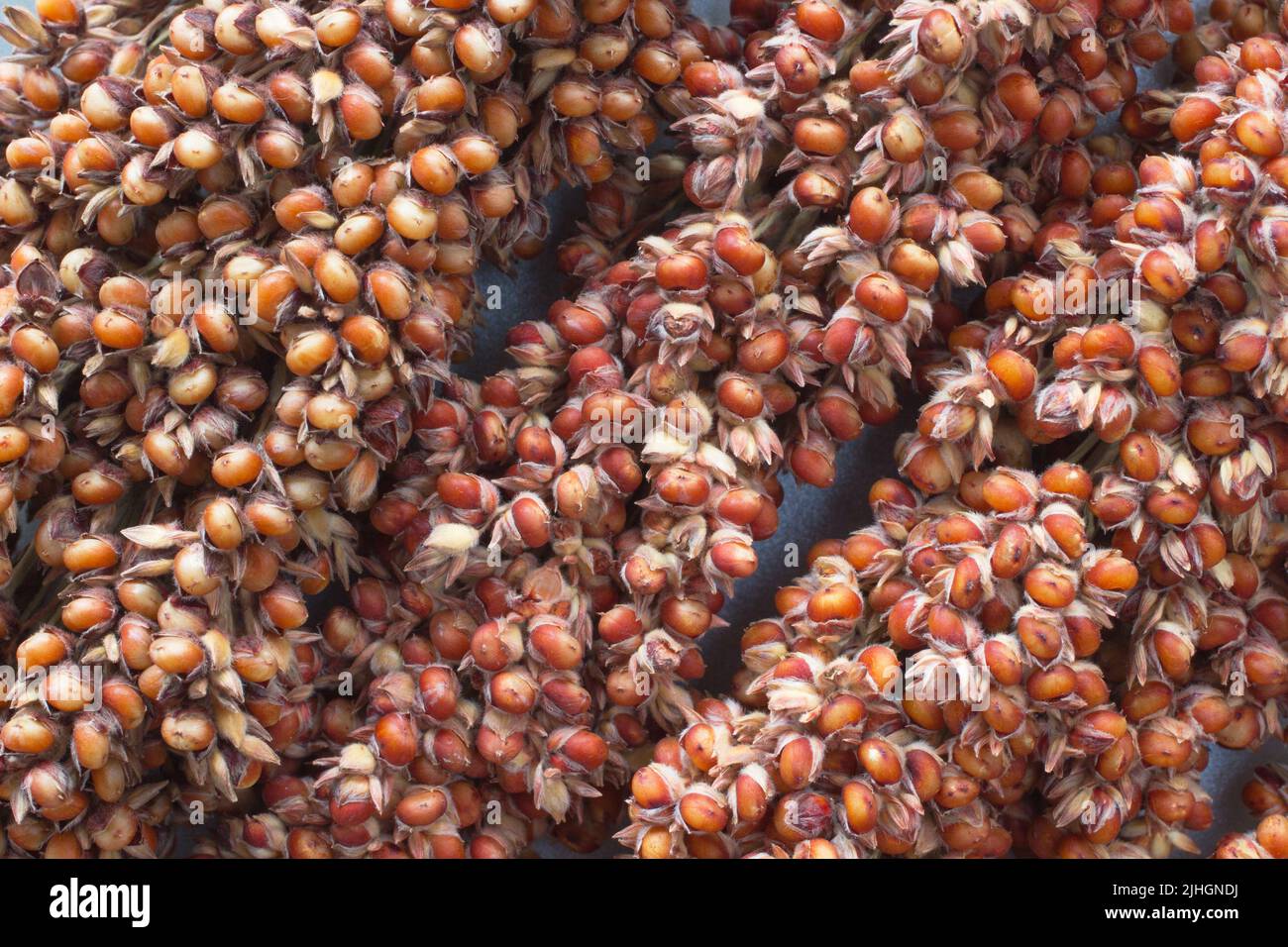 Closeup sorgo Foto Stock