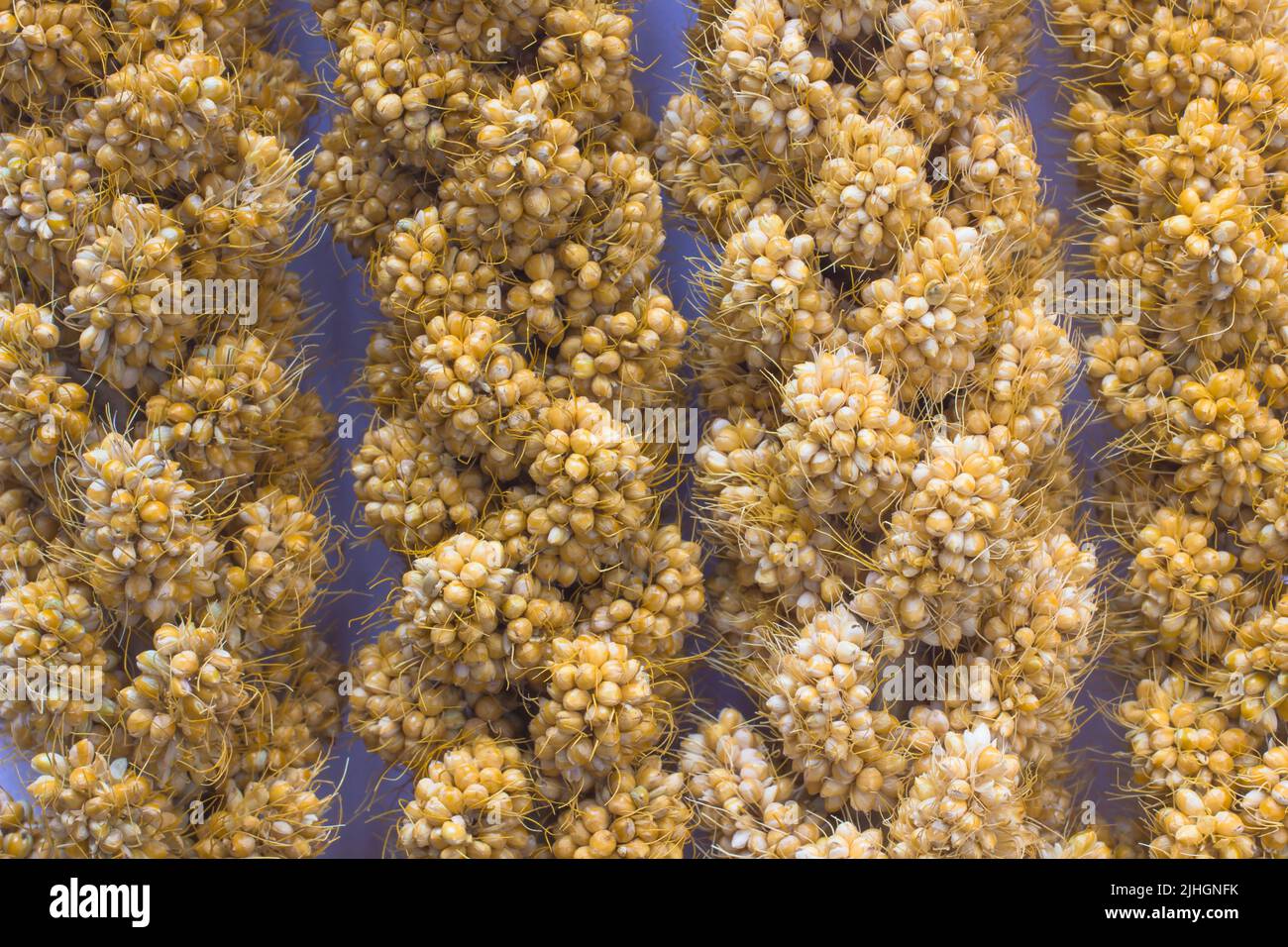 Miglio giallo su sfondo viola Foto Stock