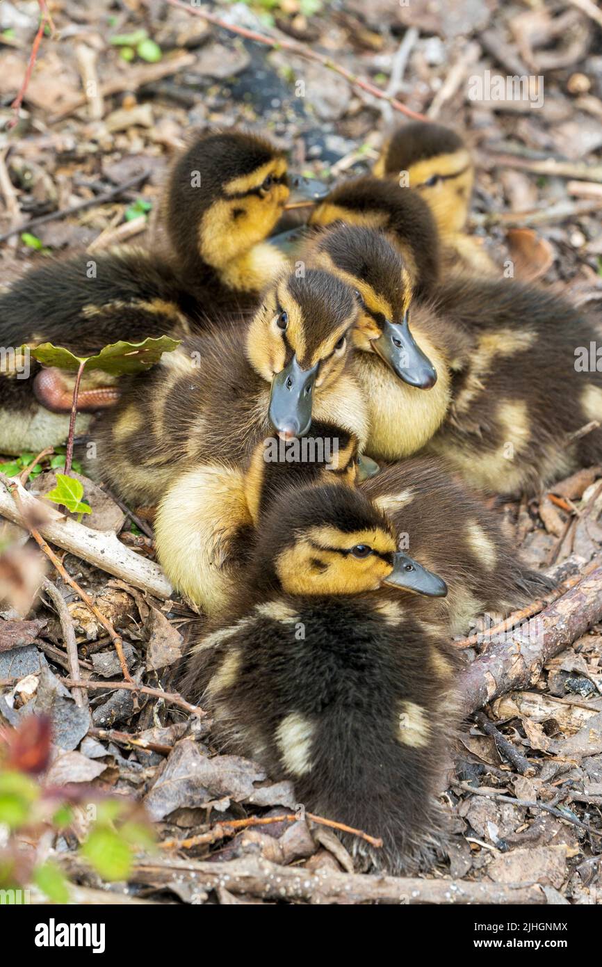 Primo piano di sette baby anatre di Mallard, Anas platyrhynchos, accoccolato insieme a terra. Foto Stock