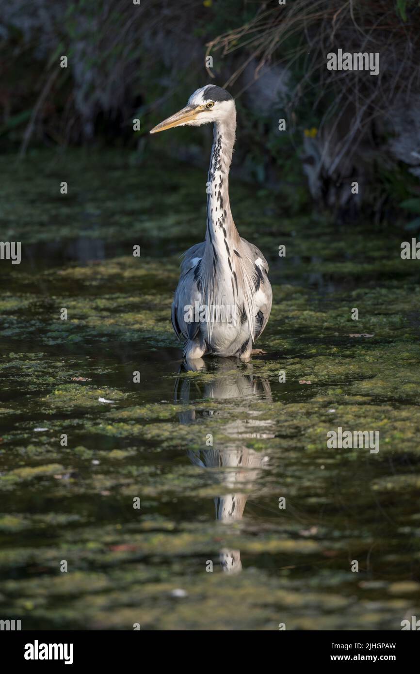 Heron grigio che passa attraverso l'acqua poco profonda piena di alghe Foto Stock