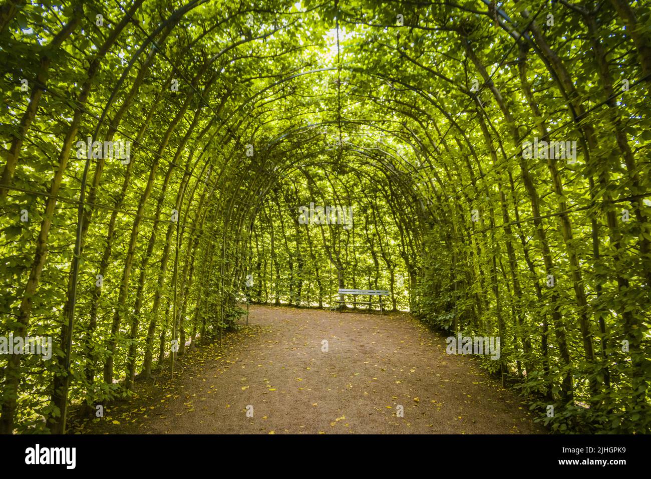 Un tunnel verde in un parco Foto Stock
