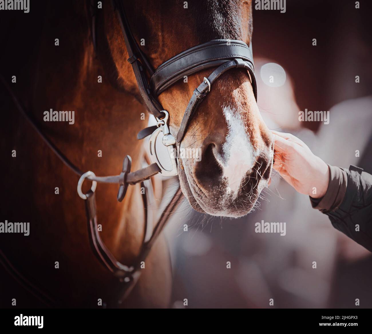 L'allevatore di cavalli tiene dolcemente la briglia di un bel cavallo di baia in una giornata di sole. Sport equestri. Amore per i cavalli. Foto Stock