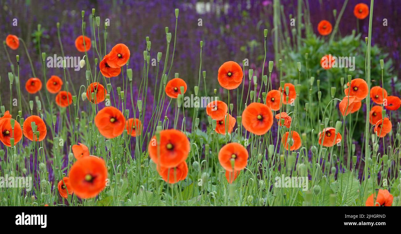 I fiori di papavero rosso-arancio davanti ai fiori viola sfocati formano un contrasto meraviglioso. I fiori in primo piano sono sfocati. Nome latino di questo p Foto Stock