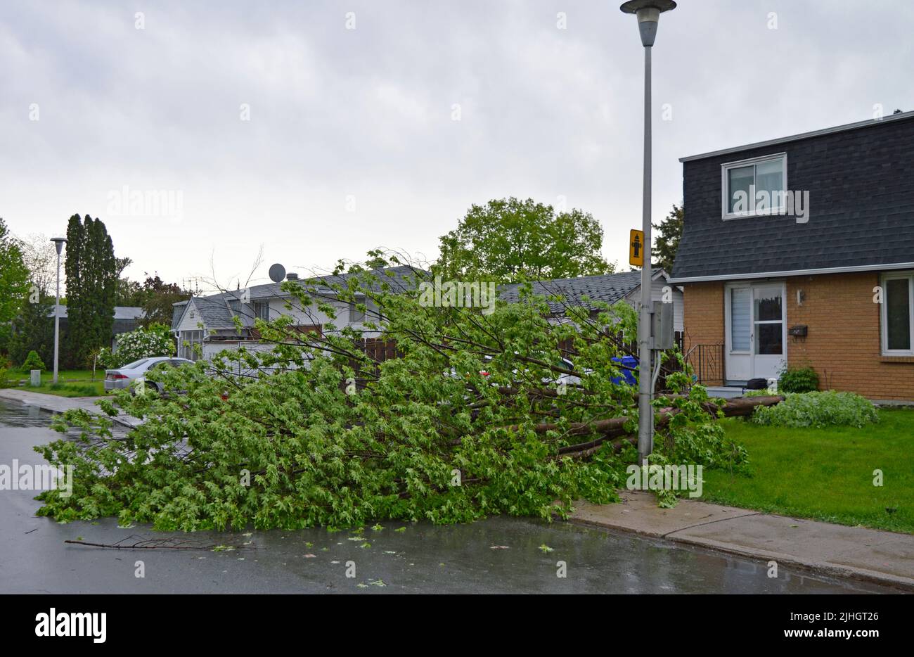 Un grande albero cade attraverso la strada suburbana a Gatineau, Quebec, Canada. Foto Stock