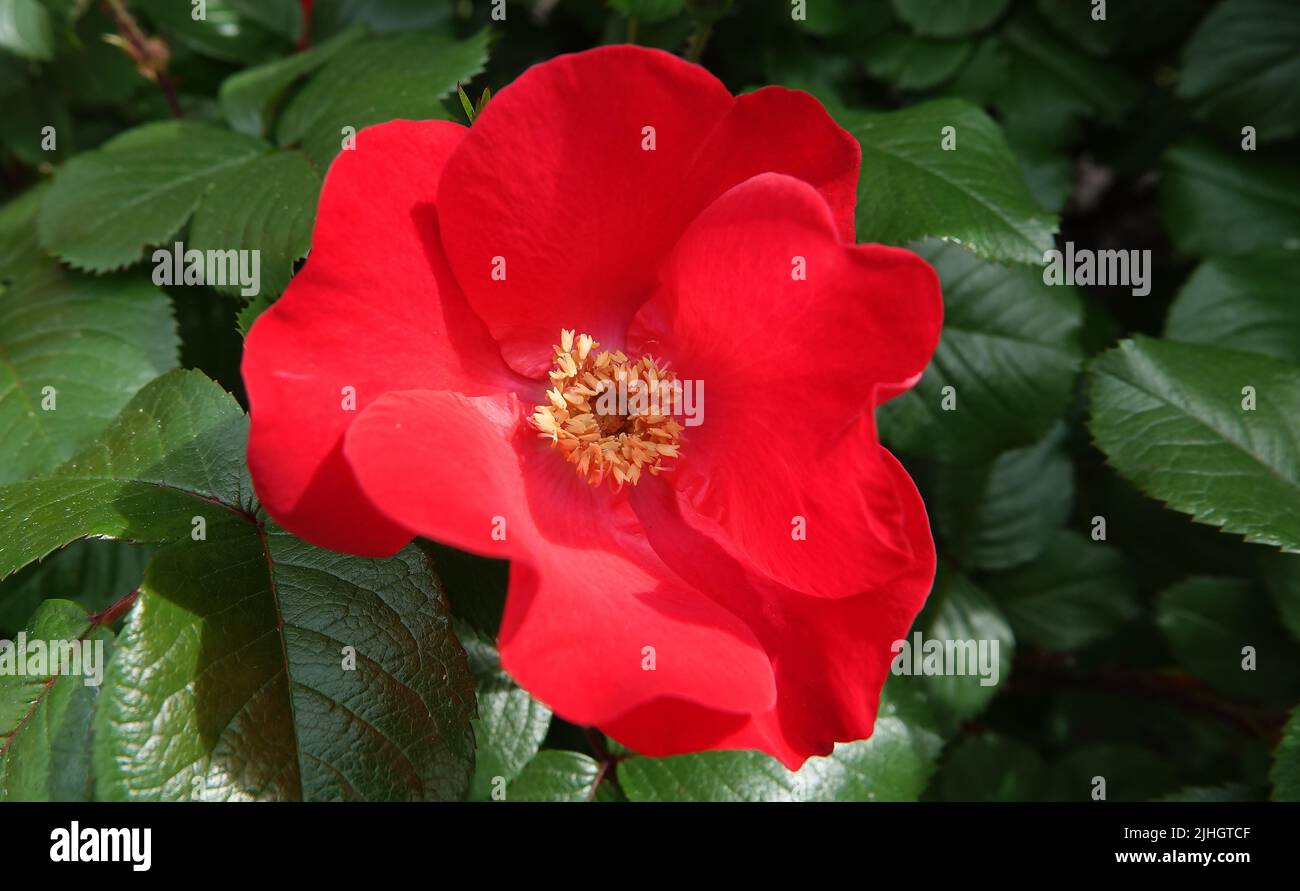 Legno rosa fianchi fioritura con fiori rossi e rosa Foto Stock