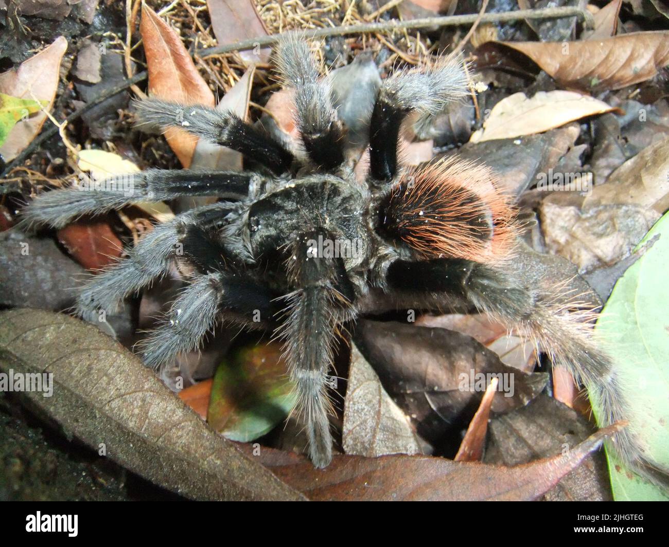 Tarantola rossa messicana (vagan Tliltocatl) sul pavimento della foresta con foglie secche Foto Stock