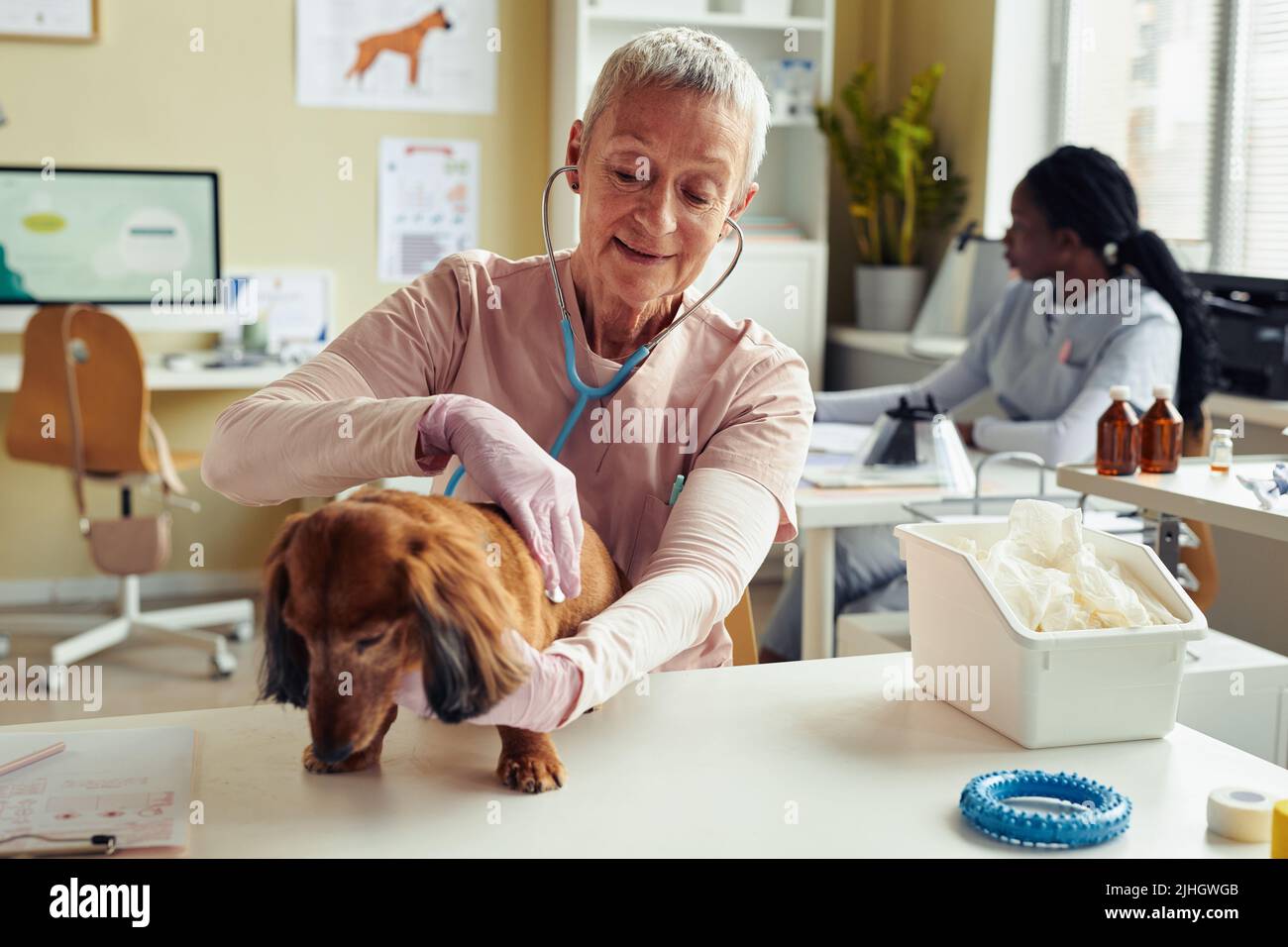 Ritratto di veterinario anziano femminile esame cute cane e ascolto di cuore con stetoscopio Foto Stock