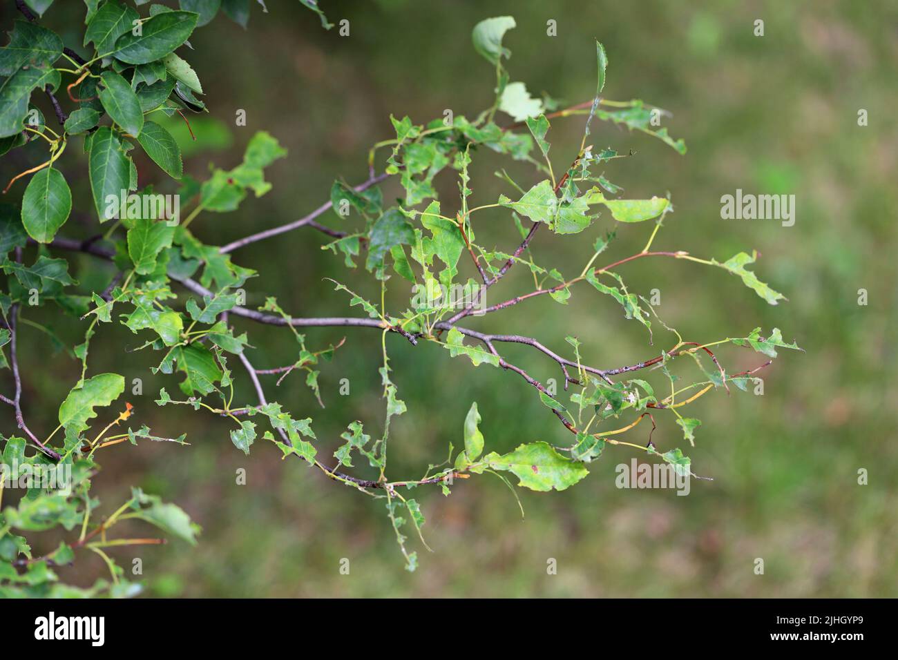 Foglie di albero distrutte da pilastri di coda marrone Moth (Euproctis chrysorrhoea). Foto Stock