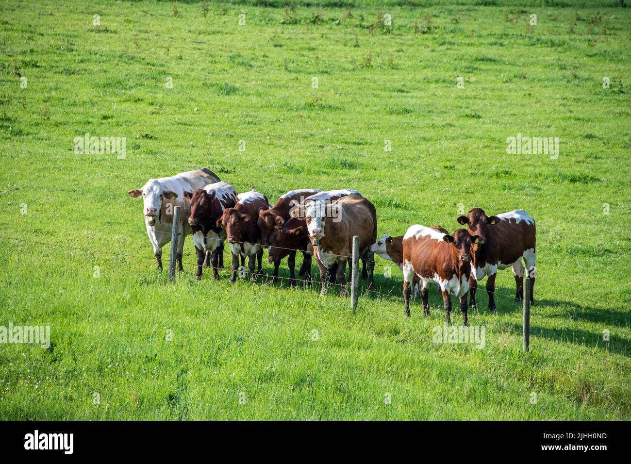 Gruppo di vacche giovani e adulti su un campo verde dietro una recinzione Foto Stock