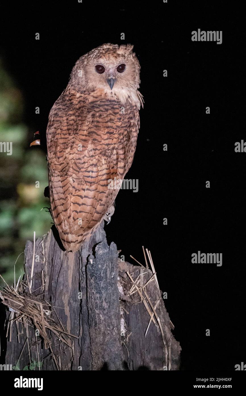 Zambia, Parco Nazionale di Luangwa Sud. Gufo da pesca di Pel (Scotopelia peli) di notte. Una delle specie più grandi del mondo. Foto Stock