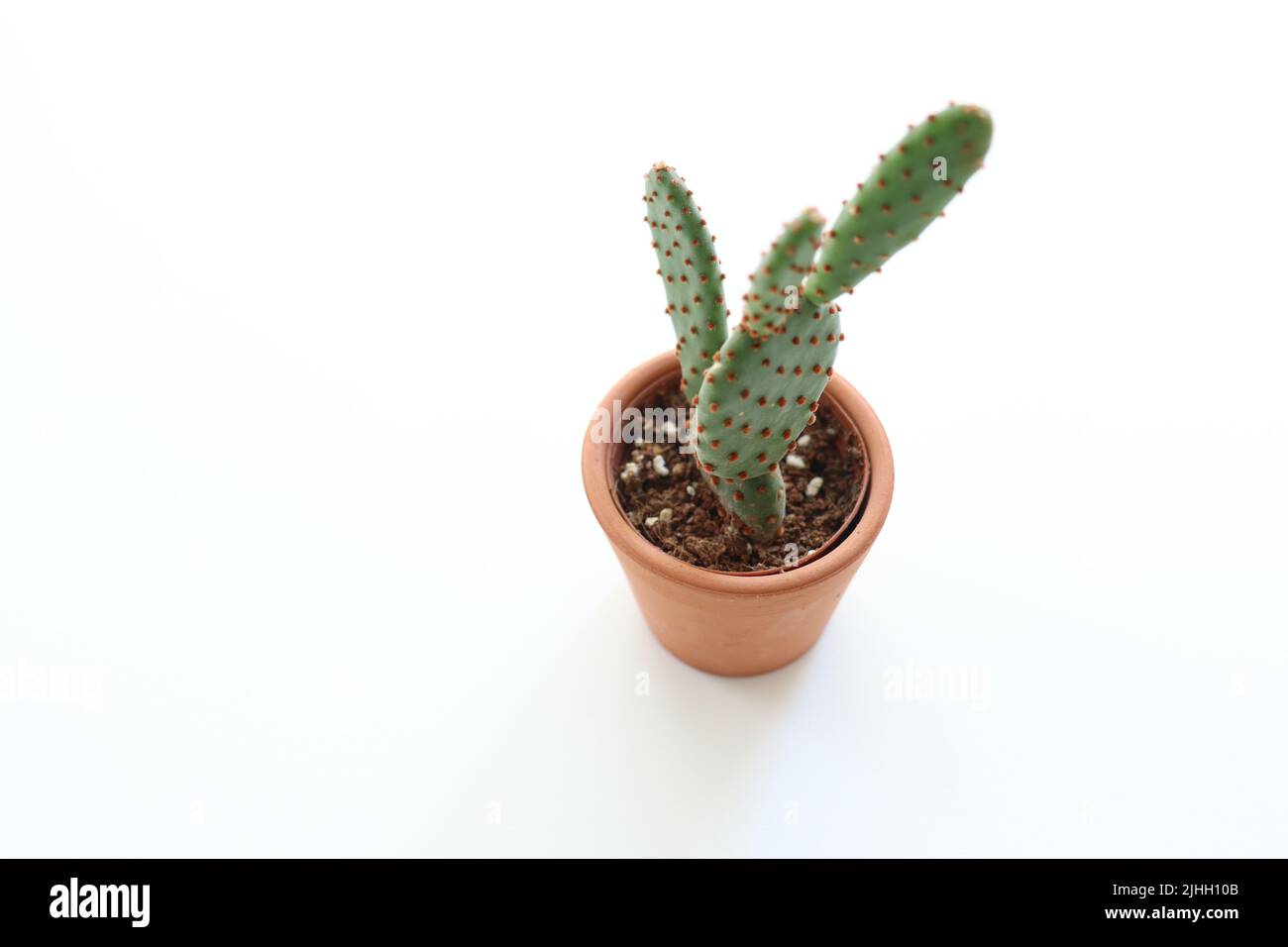 Foto di mini cactus dall'alto, mini cactus in vaso di argilla isolato su sfondo bianco. Prickly pianta idea concetto. Spazio copia, nessuno, vista dall'alto. Foto Stock