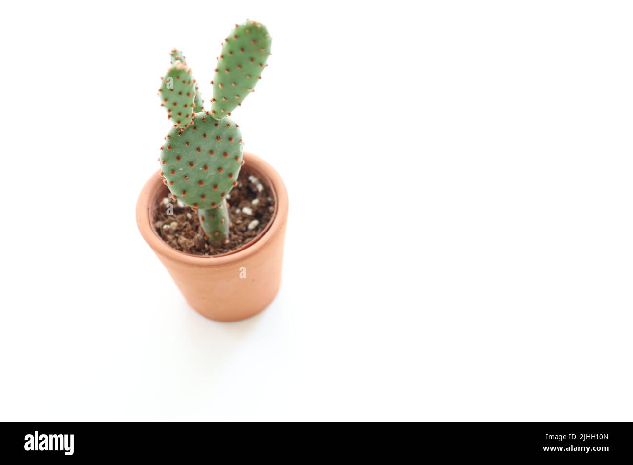 Mini cactus, Foto di un mini cactus in una pentola di argilla con un'area di scrittura sulla destra. Concetto di idea di decorazione del fiore spinoso. Vista dall'alto. Spazio di copia. Foto Stock