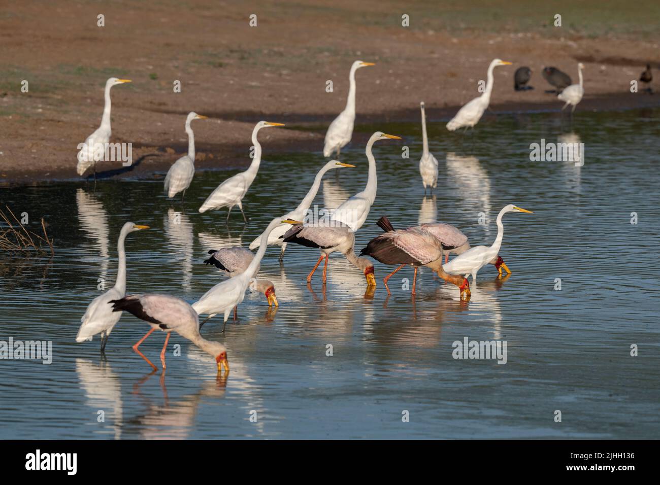 Zambia, Parco Nazionale di Luangwa Sud. Gruppo misto di uccelli, tra cui la pesca di cicogne con fattura gialla (Mycteria ibis) con le egrette. Foto Stock