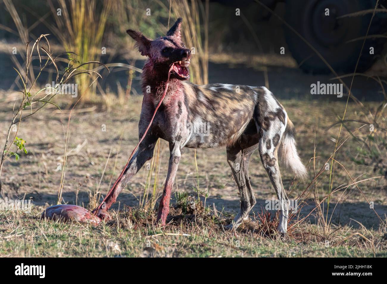 Zambia, Parco Nazionale di Luangwa Sud. Cane selvatico africano (SELVAGGIO: Lycaon pictus) dal Manzi Pack mangiare imbala uccidere. Foto Stock