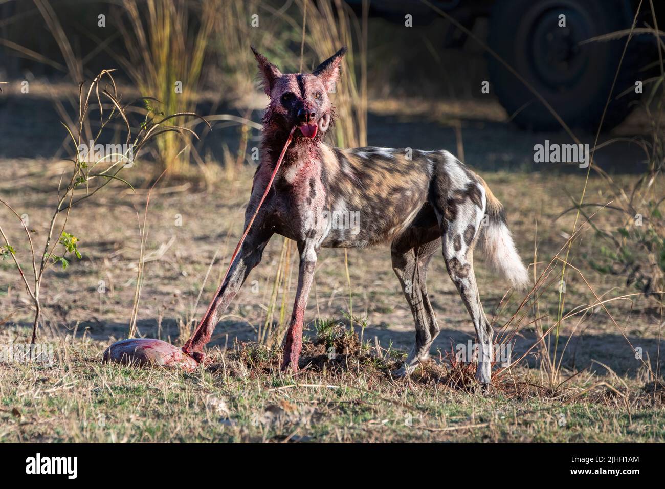 Zambia, Parco Nazionale di Luangwa Sud. Cane selvatico africano (SELVAGGIO: Lycaon pictus) dal Manzi Pack mangiare imbala uccidere. Foto Stock
