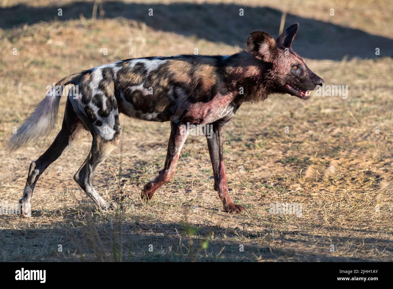 Zambia, Parco Nazionale di Luangwa Sud. Cane selvatico africano (SELVAGGIO: Lycaon pictus) dal Manzi Pack con sangue sul suo mantello da recente uccisione. Foto Stock