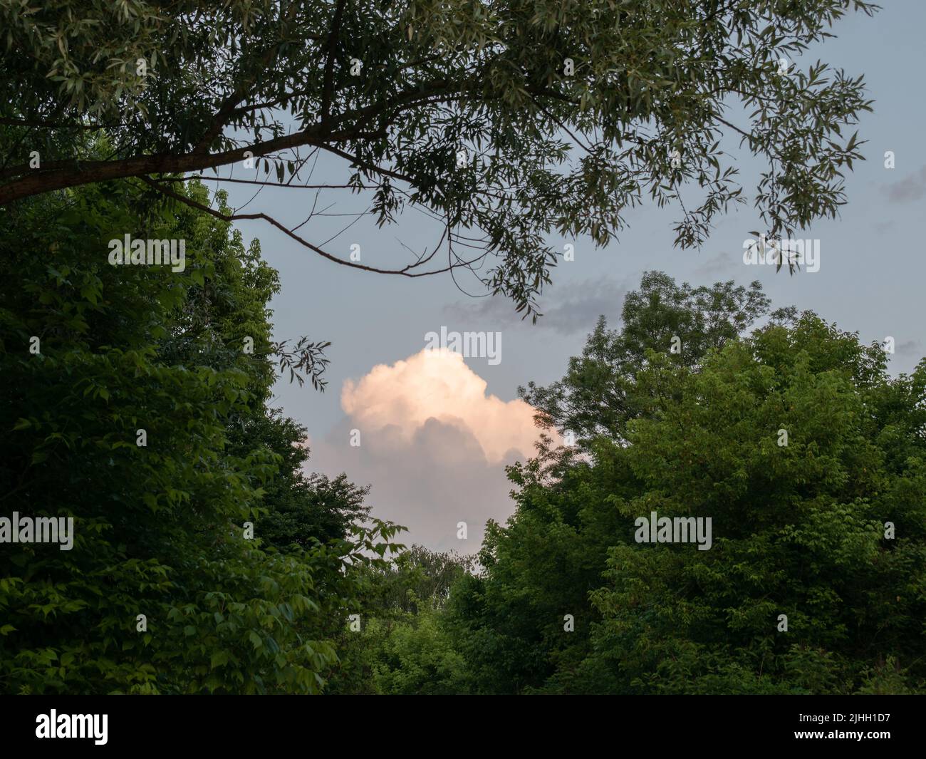 Nuvola luminosa incorniciata da un ramo di alberi e baldacchino, nuvola illuminata dal sole e verde in estate Foto Stock