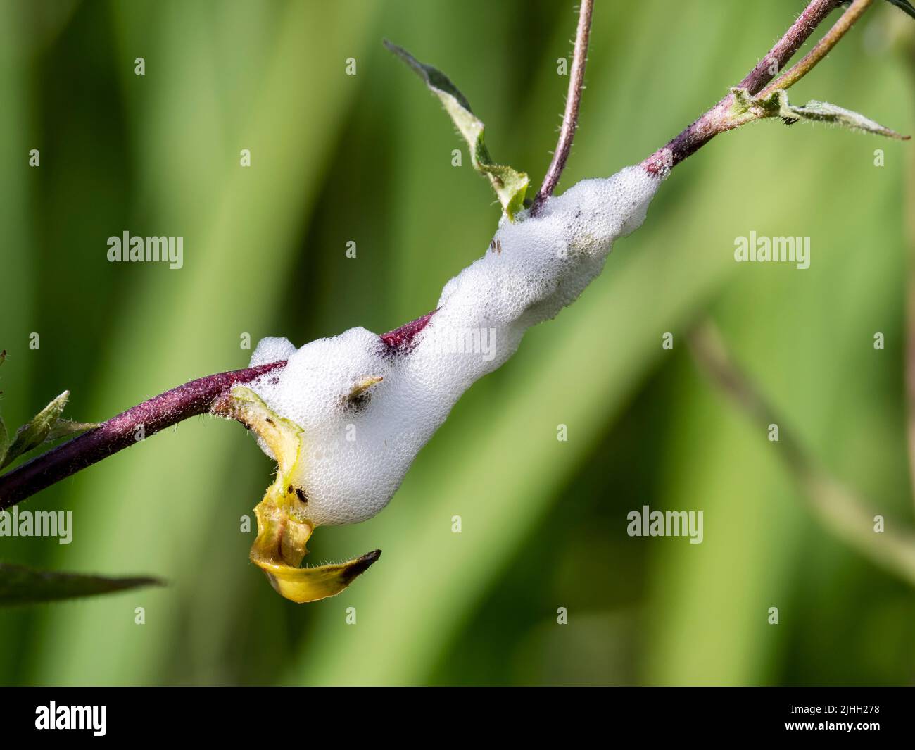 Cuckoo Spit, l'escrezione di un froghopper a Ura Firth, Mainland Shetland, Scozia, Regno Unito. Foto Stock