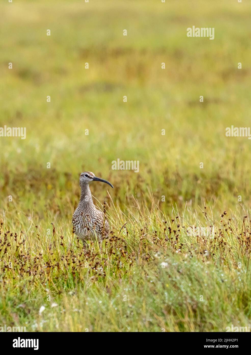 A Eurasian Whimbrel; Numenius phaeopus; a Esha Ness, Shetland continentale, Scozia, REGNO UNITO. Foto Stock