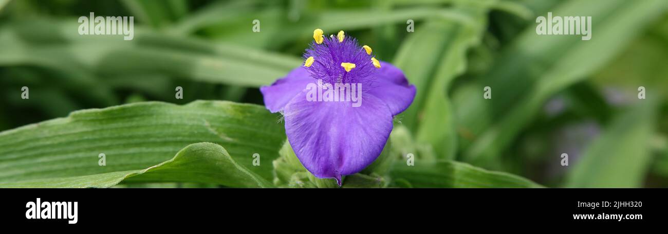 Fiori di Tradescantia virginiana primo piano molto delicato e bello Foto Stock