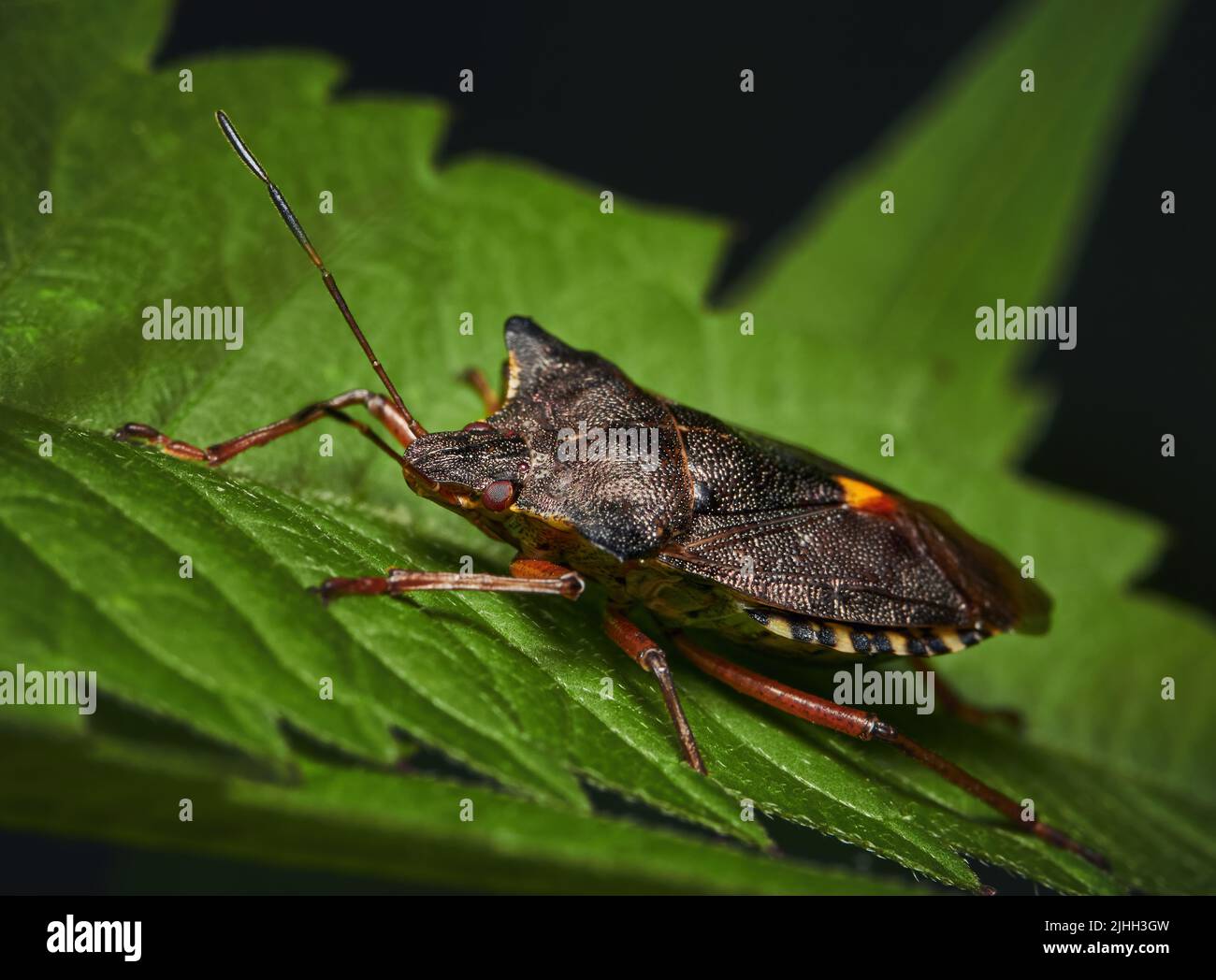 Schermatura a zampe rosse (rufipes di Pentatoma) o insetto di foresta su una foglia verde Foto Stock