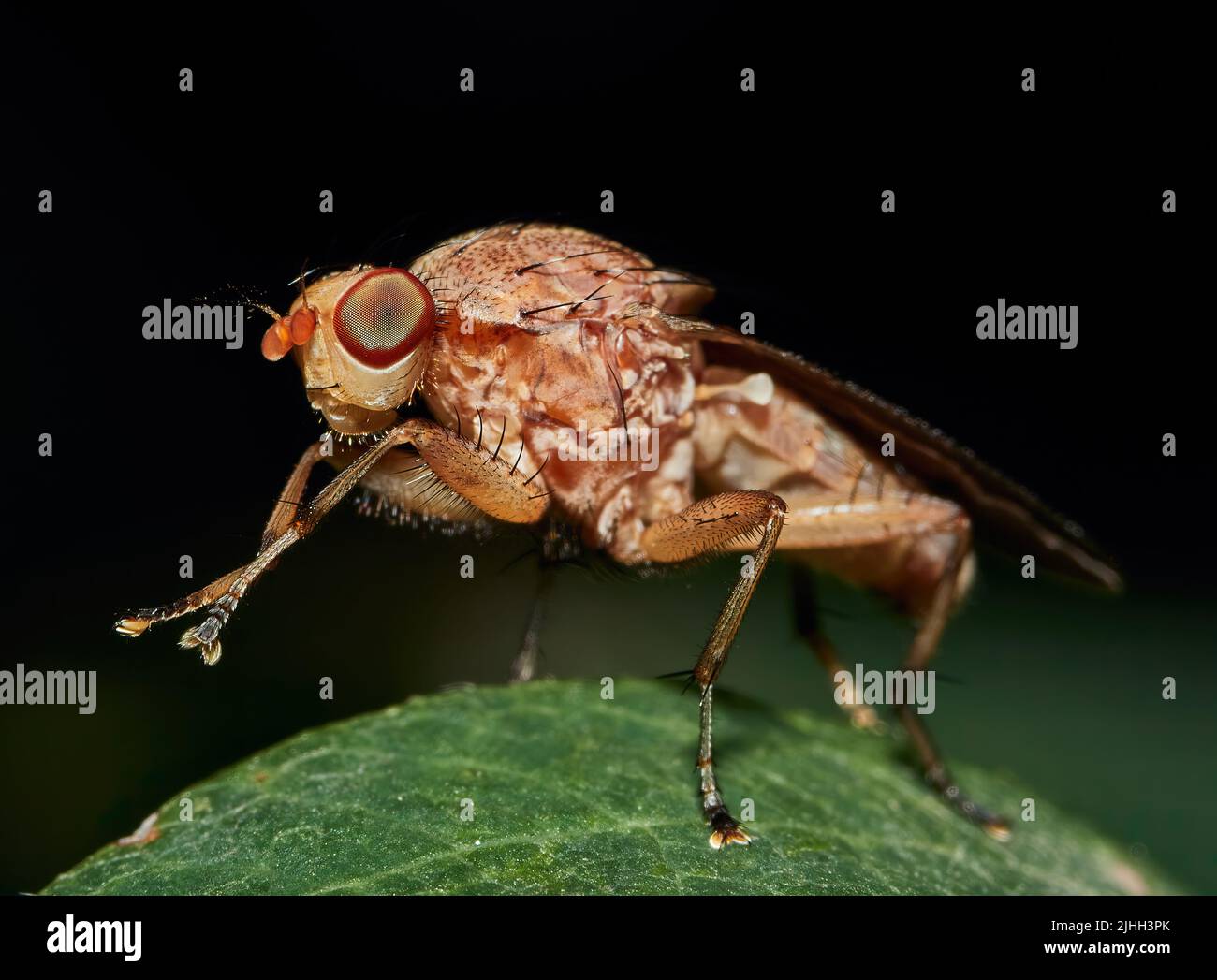 Drosophila melanogaster frutta maschio volare su una foglia verde Foto Stock
