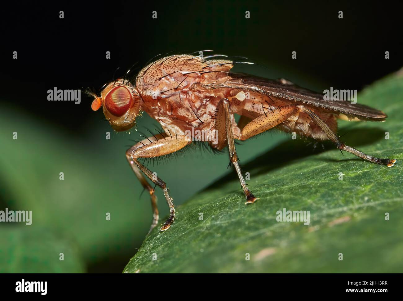 Drosophila melanogaster frutta maschio volare su una foglia verde Foto Stock