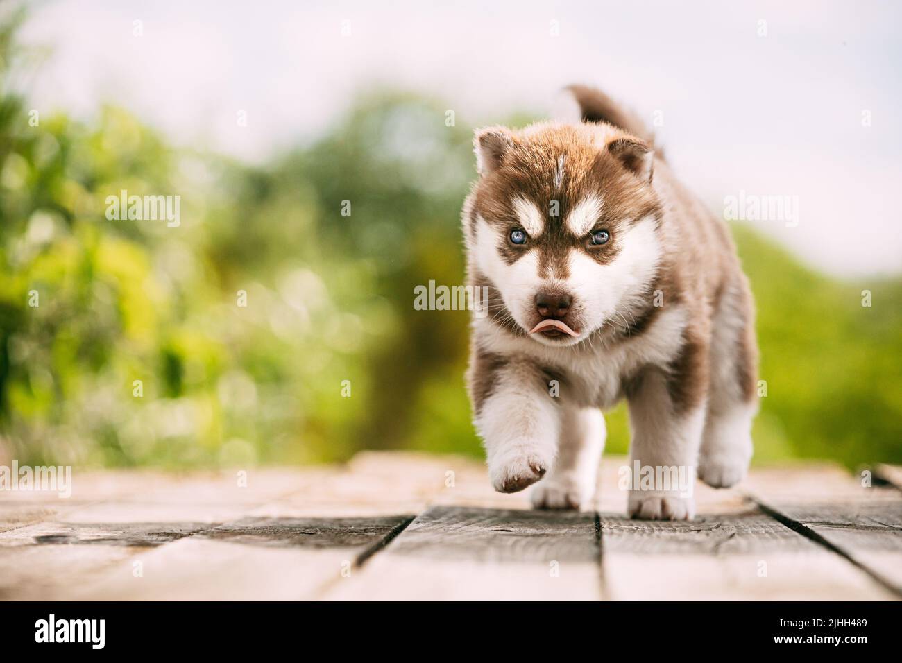 Puppy di colore bianco-marrone di quattro settimane Husky in piedi su terreno di legno. Foto Stock