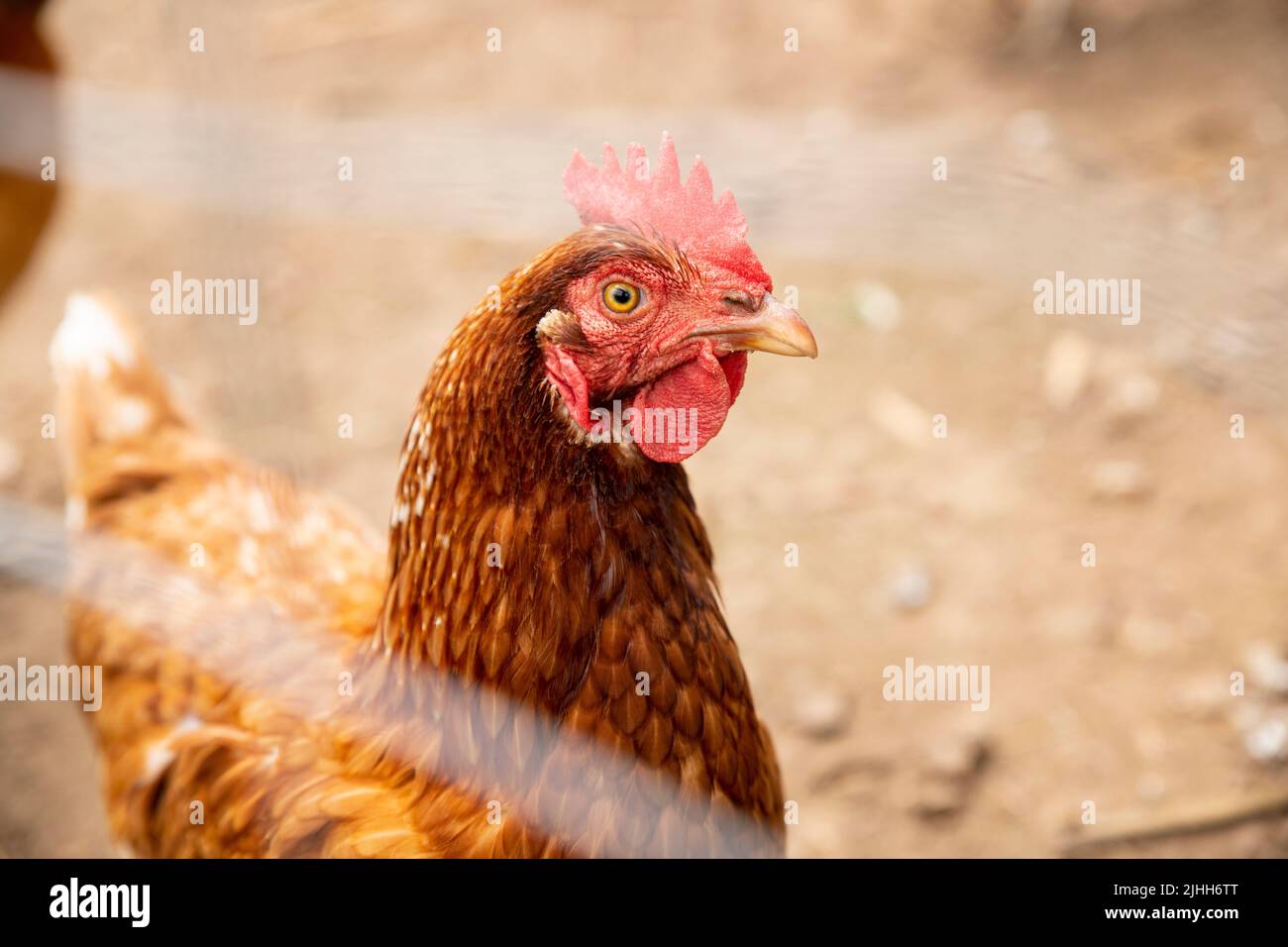Bel pollo in una fattoria attraverso una fence. Primo piano con occhi meravigliosi. Foto Stock