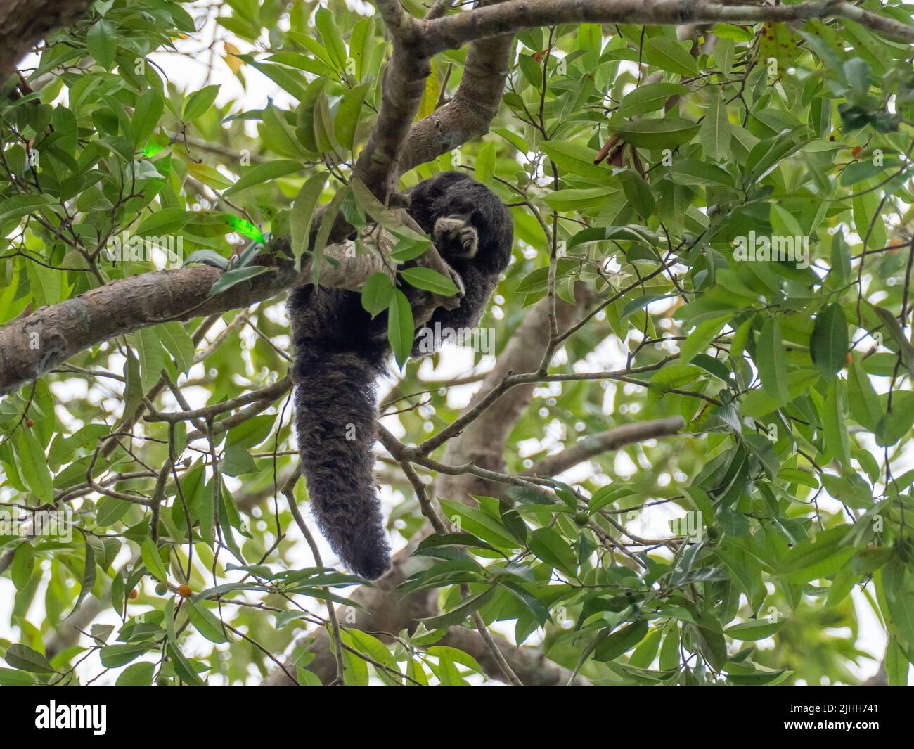 Monk Saki, Pitecia monachus, una grande scimmia nella foresta pluviale amazzonica del Perù Foto Stock