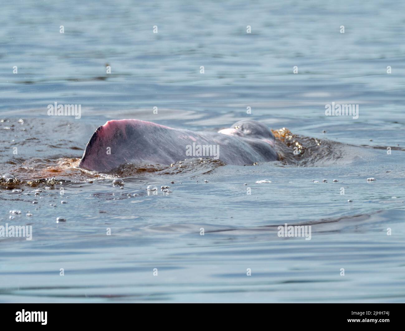 Delfino rosa del Rio delle Amazzoni, Inia geoffrensis, nei laghi d'acqua nera della Riserva Pacaya-Samiria, Perù Foto Stock