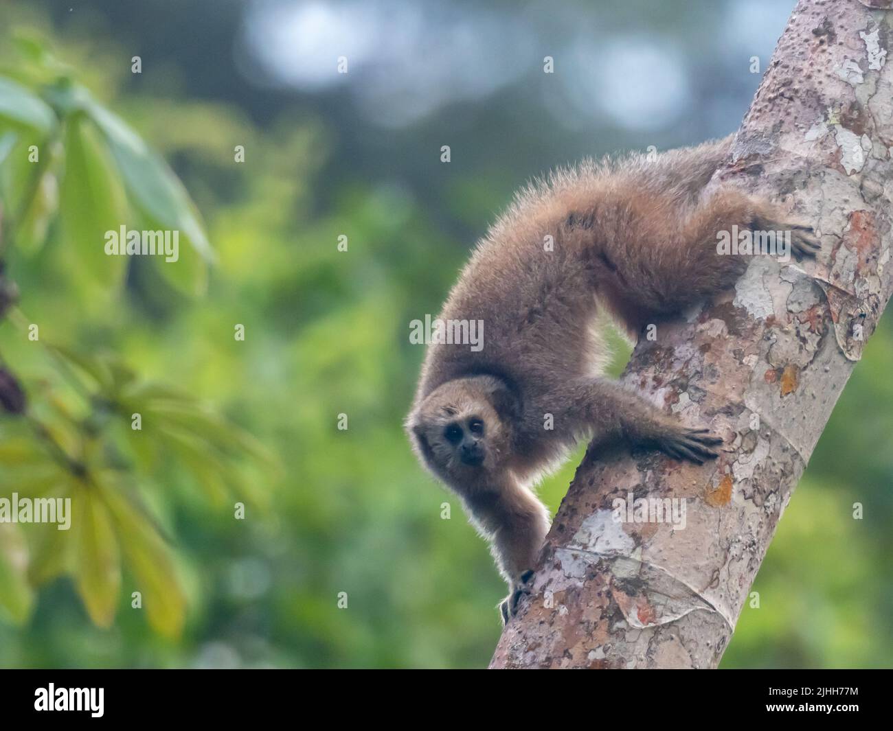 Scimmia Rio Mayo Titi, Plecturocebus enanthe, un primate in pericolo di estinzione, endemico dell'alto fiume mayo del Perù nord-orientale Foto Stock